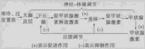 而促甲状腺激素是垂体分泌的调节甲状腺功能的一种糖蛋白类激素